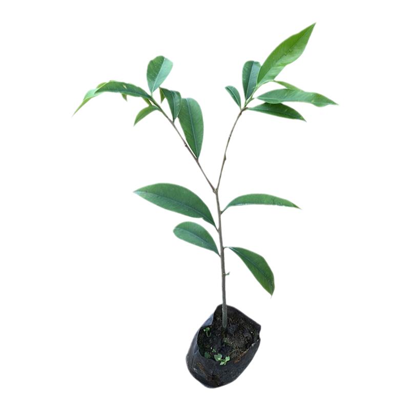凤凰木树苗红花楹苗庭院绿化苗