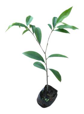 凤凰木树苗红花楹苗庭院绿化苗