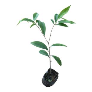 凤凰木树苗 红花楹苗 金凤花树 名贵风景树 南北方 庭院 常绿乔木