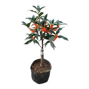 金桂丹桂花盆景盆栽沉香桂绿植花卉四季开阳台室内日香桂花月桂