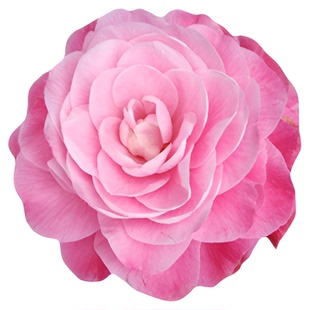 宫粉茶花龙火珠美人艳春迷茫名贵十大稀有品种树苗开粉色花正宗