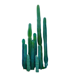 仙人柱量天尺仙人掌植沙生植物造景易开花庭院花园室内大型绿植