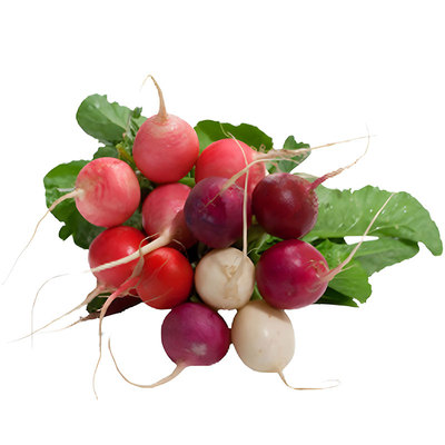 混合樱桃水果萝卜种子甜脆传家宝