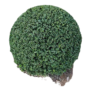 龟甲冬青树苗齿叶冬青球小叶冬青球四季常青庭院绿化景观造型耐寒