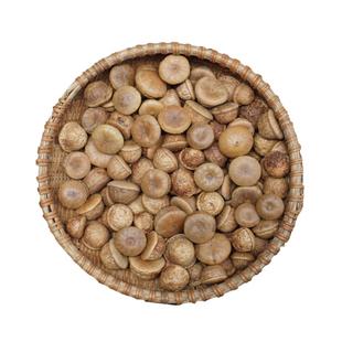 风流果野生广西正品500g特级精品龟头子厚鳞柯男性滋补泡酒料2025