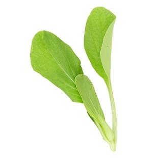 鸡毛菜种子种籽四季菜籽孑大全小白菜阳台专用盆栽上海青蔬菜油菜