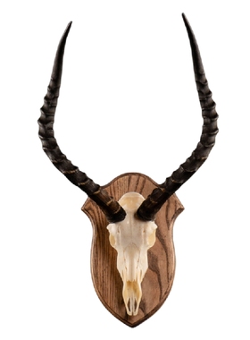 动物标本家居装饰财虎标本动物骨