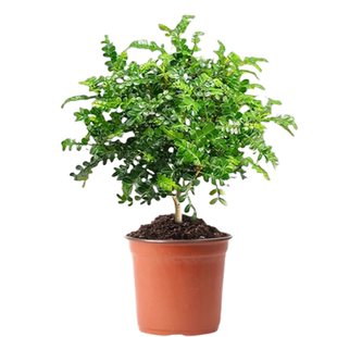 正宗清香木盆栽胡椒木花卉驱蚊草防虫绿植四季好养九里香绿植物