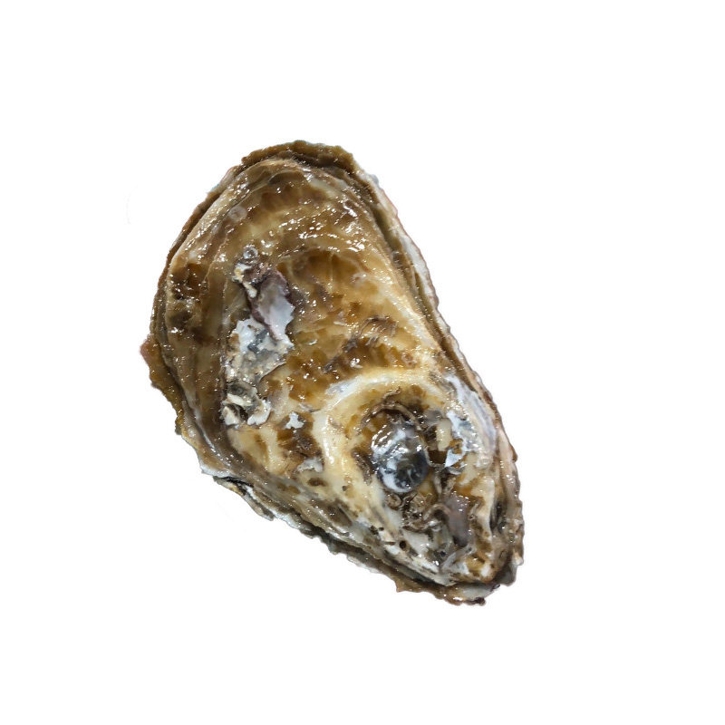 刺身级新鲜活送芥末牡蛎