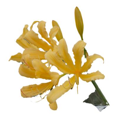 种花王大爷石蒜种球花卉多年生