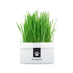 猫草盆栽无土水培小麦种子化毛球猫薄荷自己种好猫草粒猫咪零食