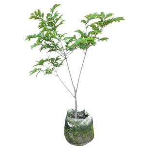 本地番鬼荔枝苗番荔枝味道香浓佛陀果佛头果树苗15年淘宝老店