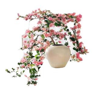 三角梅盆栽带花苞网红绿樱大苗耐寒庭院阳台种植爬藤多季开花植物