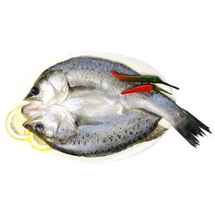 白蕉海鲈鱼新鲜海鲜水产生鲜冷冻真空袋清蒸鲈鱼芦鱼卢鱼珠海特产