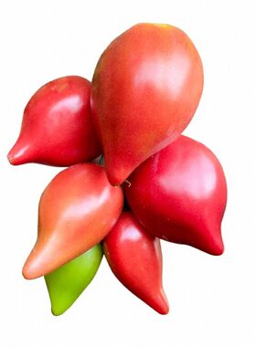 寿光沙瓤爆甜红黄芒果蜜番茄苗秧幼苗牛心西红柿种子四季高产盆栽