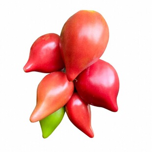 寿光沙瓤爆甜红黄芒果蜜番茄苗秧幼苗牛心西红柿种子四季高产盆栽