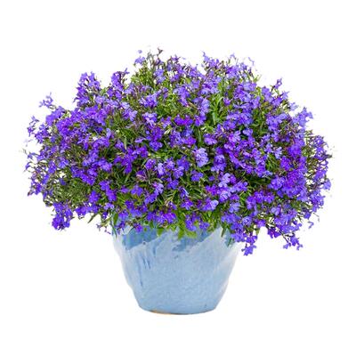 六倍利花种子四季播种好成活