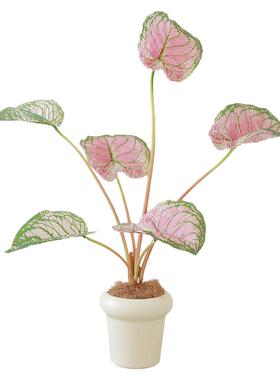 彩叶海芋绿植盆栽，高级感仿真花
