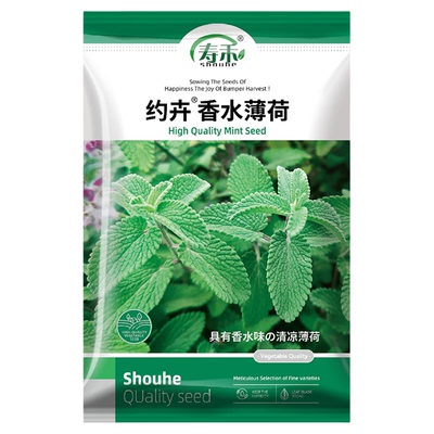 香水薄荷种子种籽可食用室内植物驱蚊草绿植盆栽花卉薄荷苗种孑