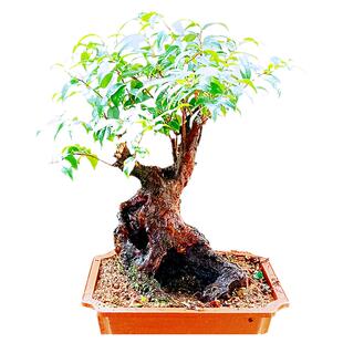 乌饭树老桩盆景米子苗室内耐阴好养活植物花客厅造型观赏工位南烛
