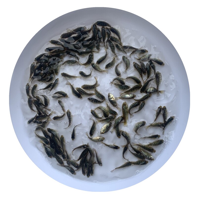 罗非鱼苗淡水活体养殖食用好养活