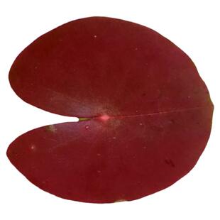 ada莲迷你稀有红色南美高端造景睡莲植物鱼缸套餐阴性景水草造景