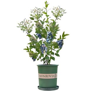 蓝莓树果苗南方北方种植盆栽奥尼尔l25兔眼蓝莓苗 蓝梅树树苗带土
