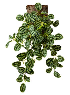 壁挂仿真绿植背景墙装饰铜钱草蕨
