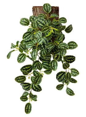 壁挂仿真绿植背景墙装饰铜钱草蕨