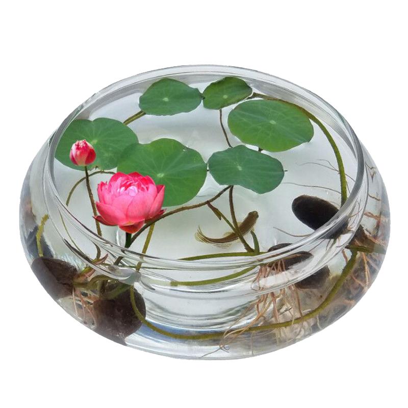 观赏荷花种藕苗莲藕种苗