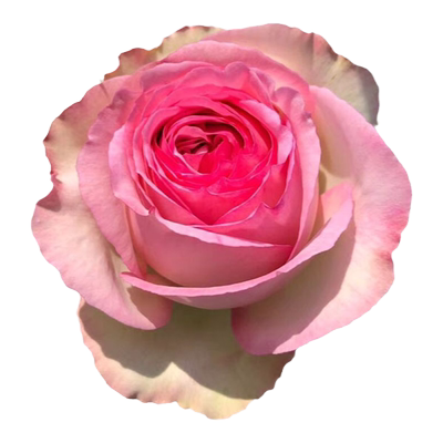 粉色龙沙宝石藤本月季大花爬藤