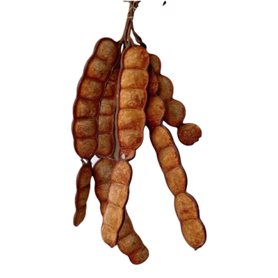 平安豆大豆荚干枝标本