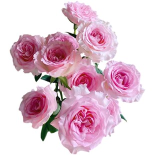 洛神玫瑰鲜花云南基地直发鲜切花多头玫瑰花客厅水养插花顺丰包邮