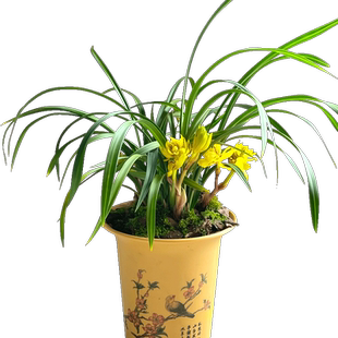 刘阁兰花苗 春兰奇花 黄金牡丹 冬带花苞出售好养花卉室内盆栽草