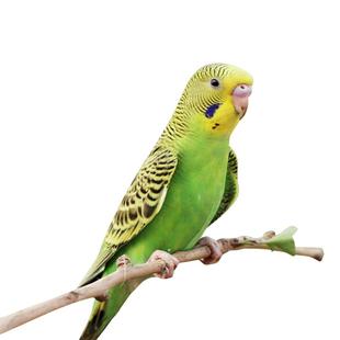 鹦鹉活鸟虎皮鹦鹉玄凤鹦鹉活鸟会说话手养宠物鸟中小型幼鸟可繁殖
