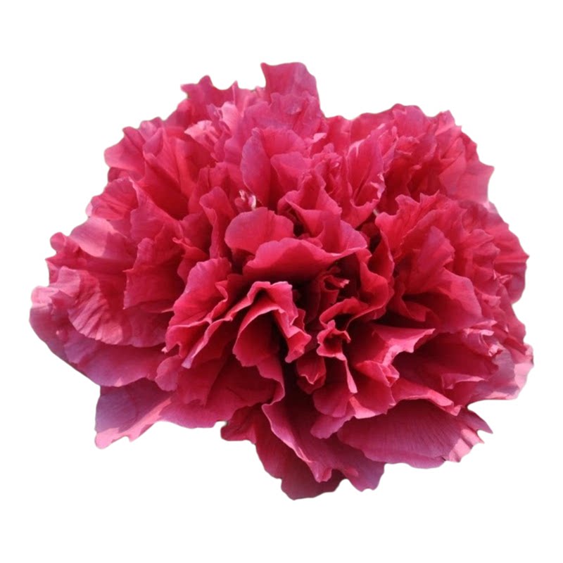 牡丹花苗花王耐寒带花芽正宗