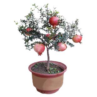 石榴树树苗突尼斯软籽石榴苗盆栽地栽果树特大带土无籽甜石榴树苗