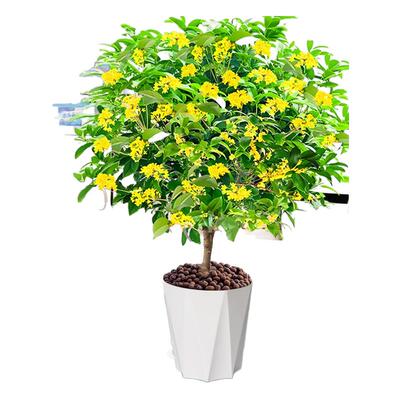 桂花树苗四季桂花盆栽可食用