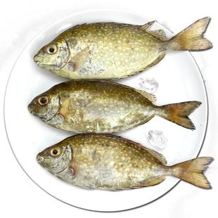 北海泥猛鱼新鲜冷冻深海鱼去鳃去内脏冰鲜娘子柠檬鱼特大活冻海鲜