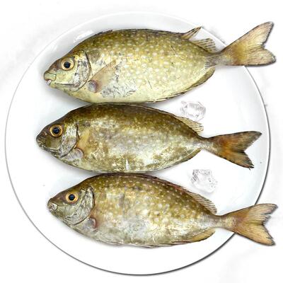 北海泥猛鱼新鲜冷冻深海鱼去鳃去内脏冰鲜娘子柠檬鱼特大活冻海鲜