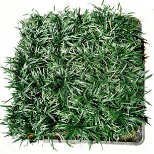 日本矮麦冬草玉龙草盘苗方穴盘庭院草坪草皮真草耐寒植物麦冬草苗