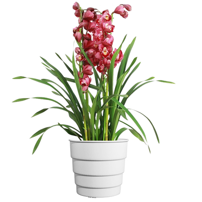 美莳大花蕙兰专用花盆透气防烂根