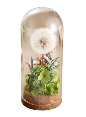 永生花礼物盒蒲公英干花闺蜜老师