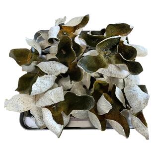 新会2025年广东青皮新陈皮茶枝柑特产泡茶当年新鲜大红皮自己陈化