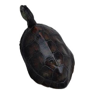 珍珠龟大乌龟活物大个乌龟草龟巨型素食龟宠物龟半水龟家养好养龟