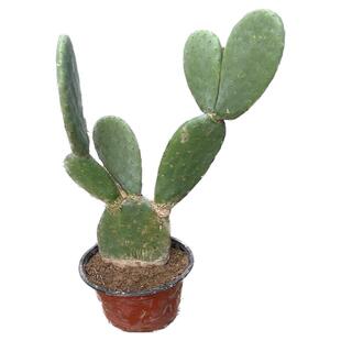 米邦塔仙人掌药用外敷美容院专用可食用仙人掌老仙人掌仙人掌果苗