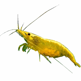 大号抱卵金背黄金米虾观赏冷淡水成年繁殖鱼缸除藻工具宠物虾鲜活