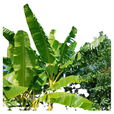 芭蕉树苗绿植耐寒植物好养易活