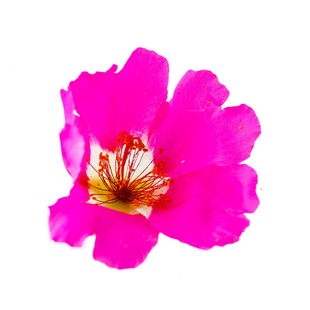 混色太阳花种子松叶牡丹种籽花卉室外室内庭院易活四季开花死不了