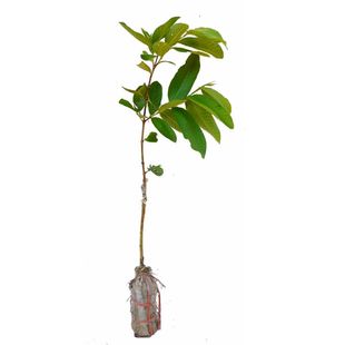 番石榴苗四季胭脂红帝王红宝石红心白心奶油西瓜芭乐树苗当年结果